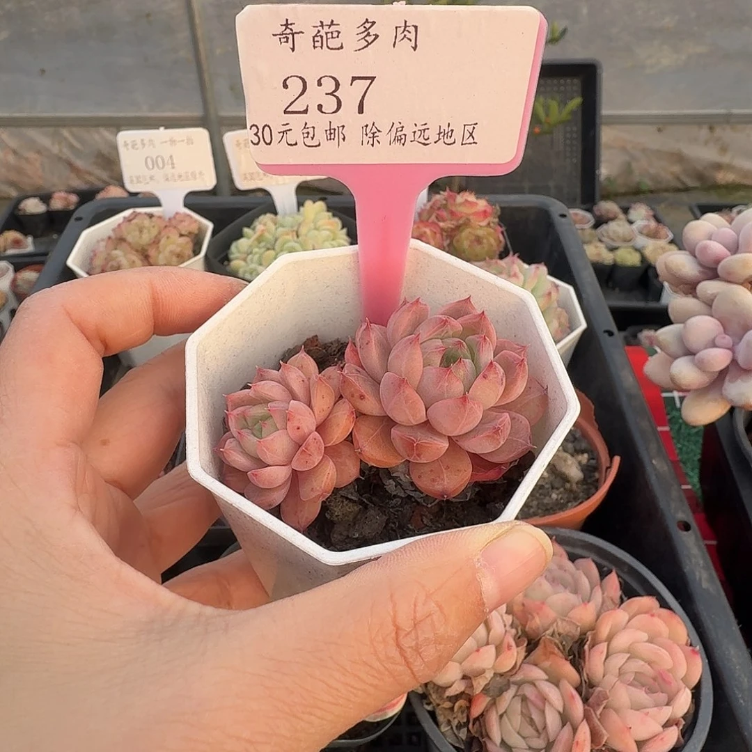 237 脱土 不包整 30元包邮非偏远