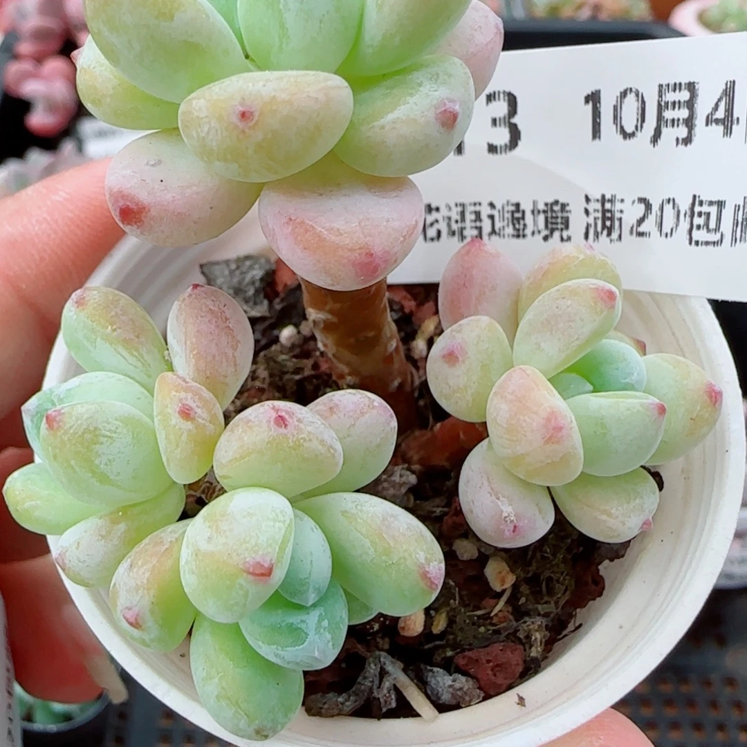 花语逸镜1004-413罗琦