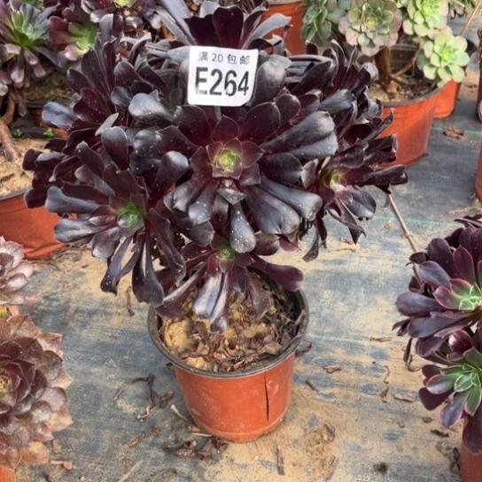 小***雨264欧紫法师不包断枝