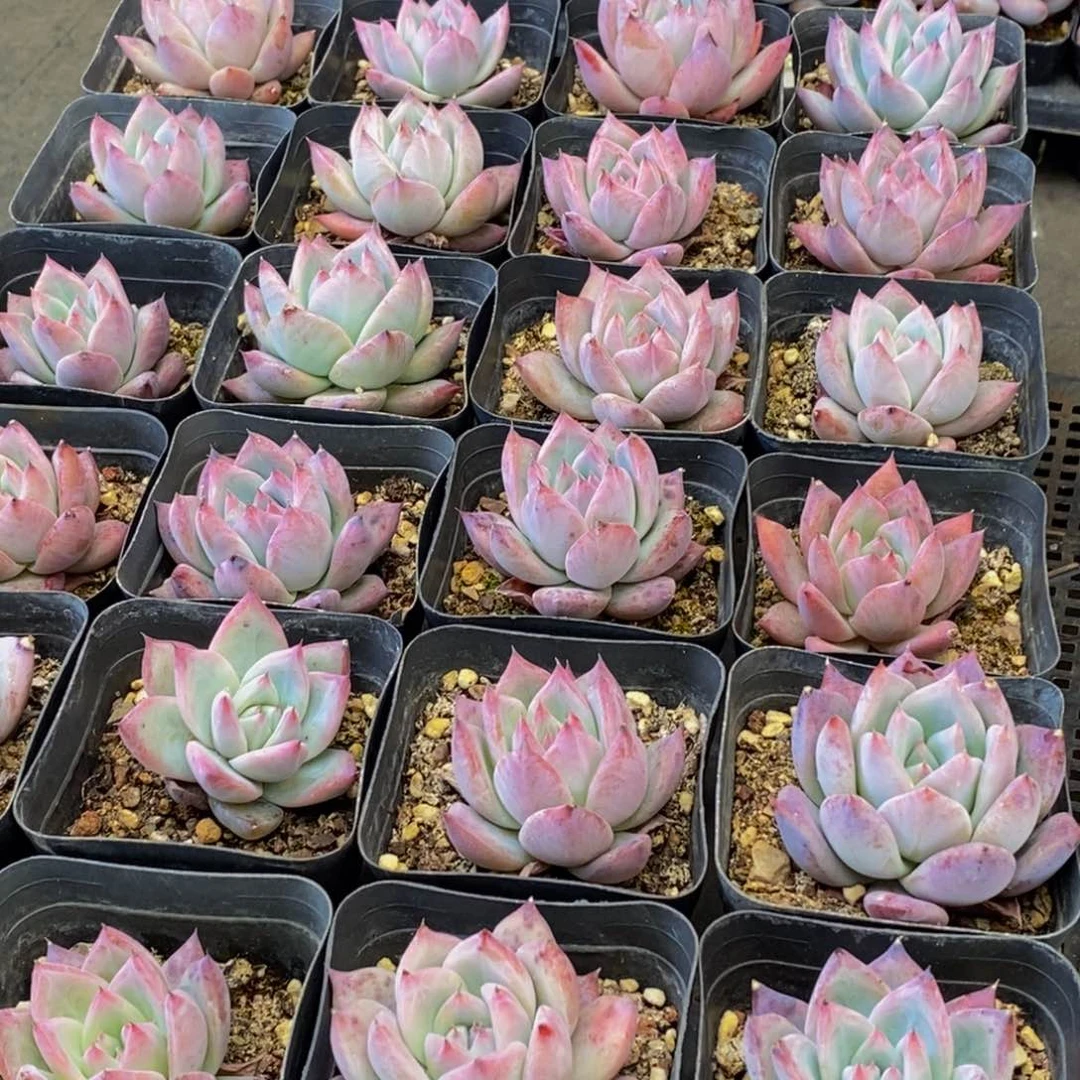 389多肉植物保护研究所所长的介绍