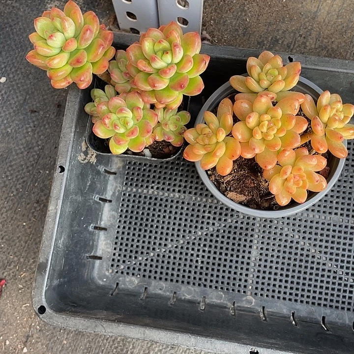 赵***猫两个香格里拉小老桩