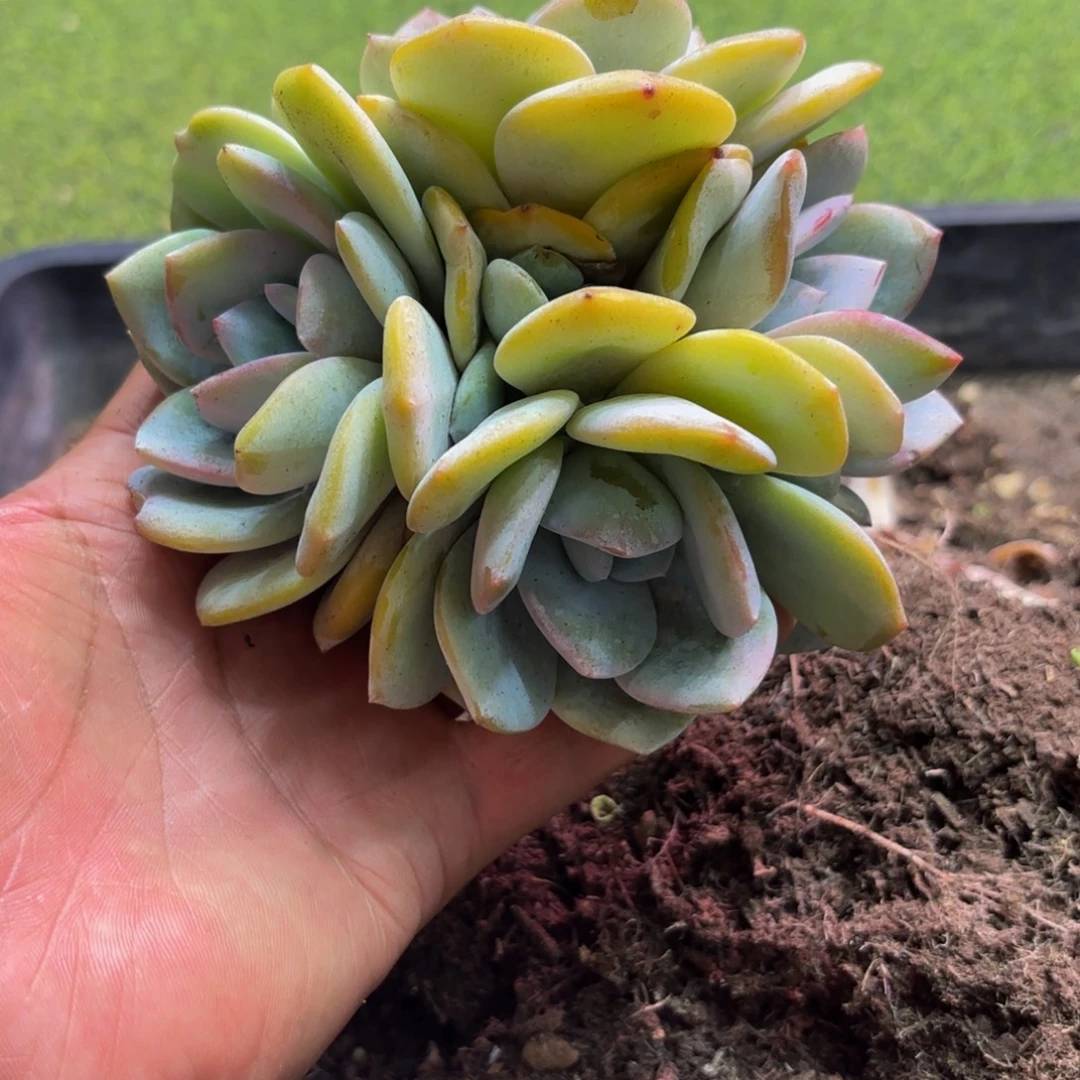 于***语奶茶多肉植物寄养