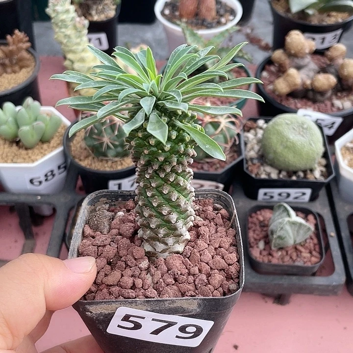 579铁甲麒麟大戟，