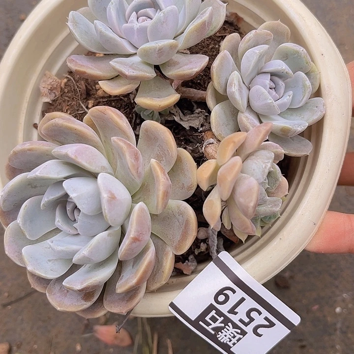 汉堡2519多肉植物