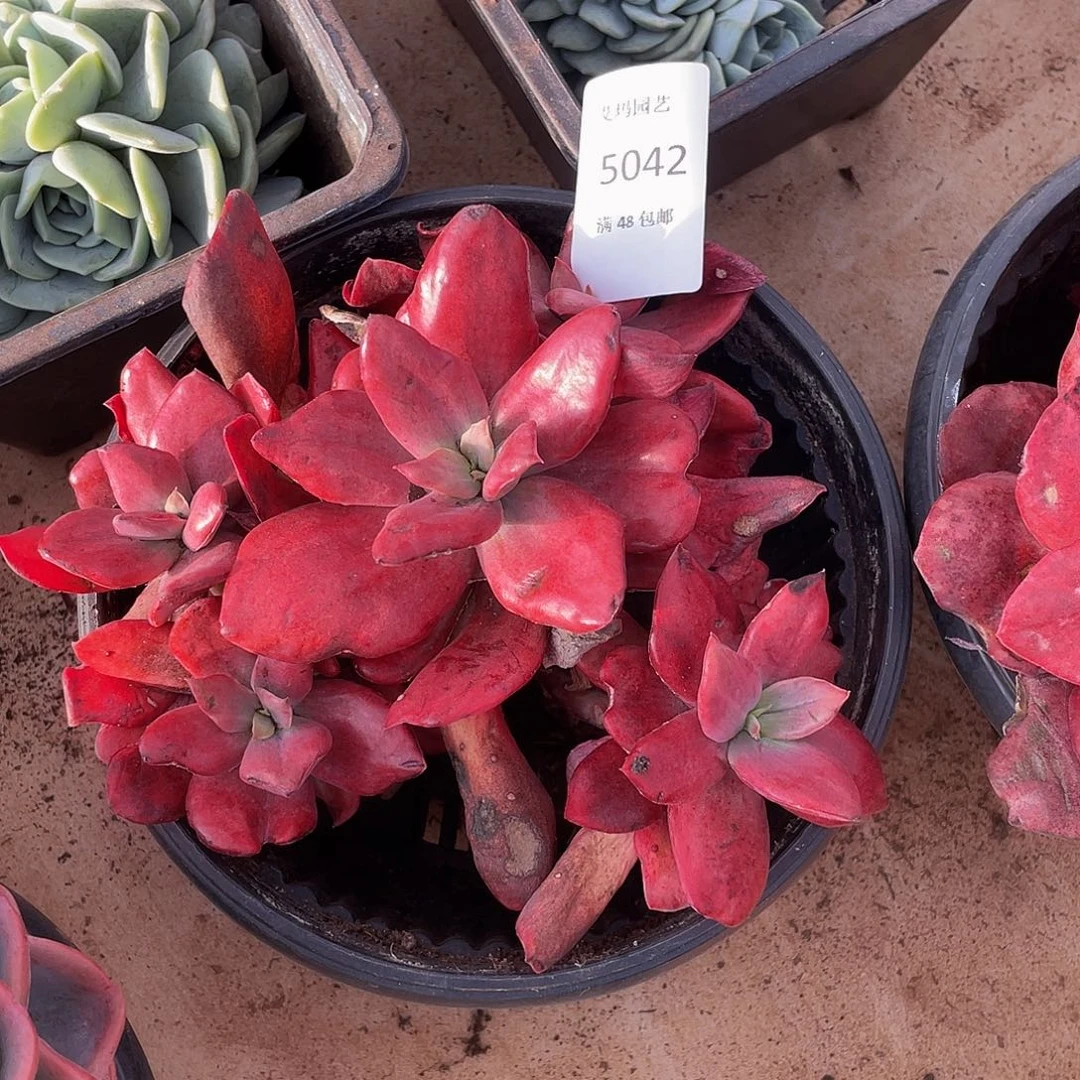 砖石锦042 多肉多肉多肉