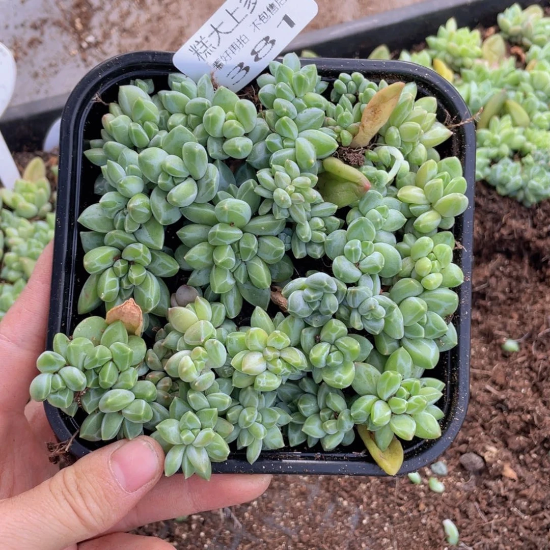 云糖心多肉植物381