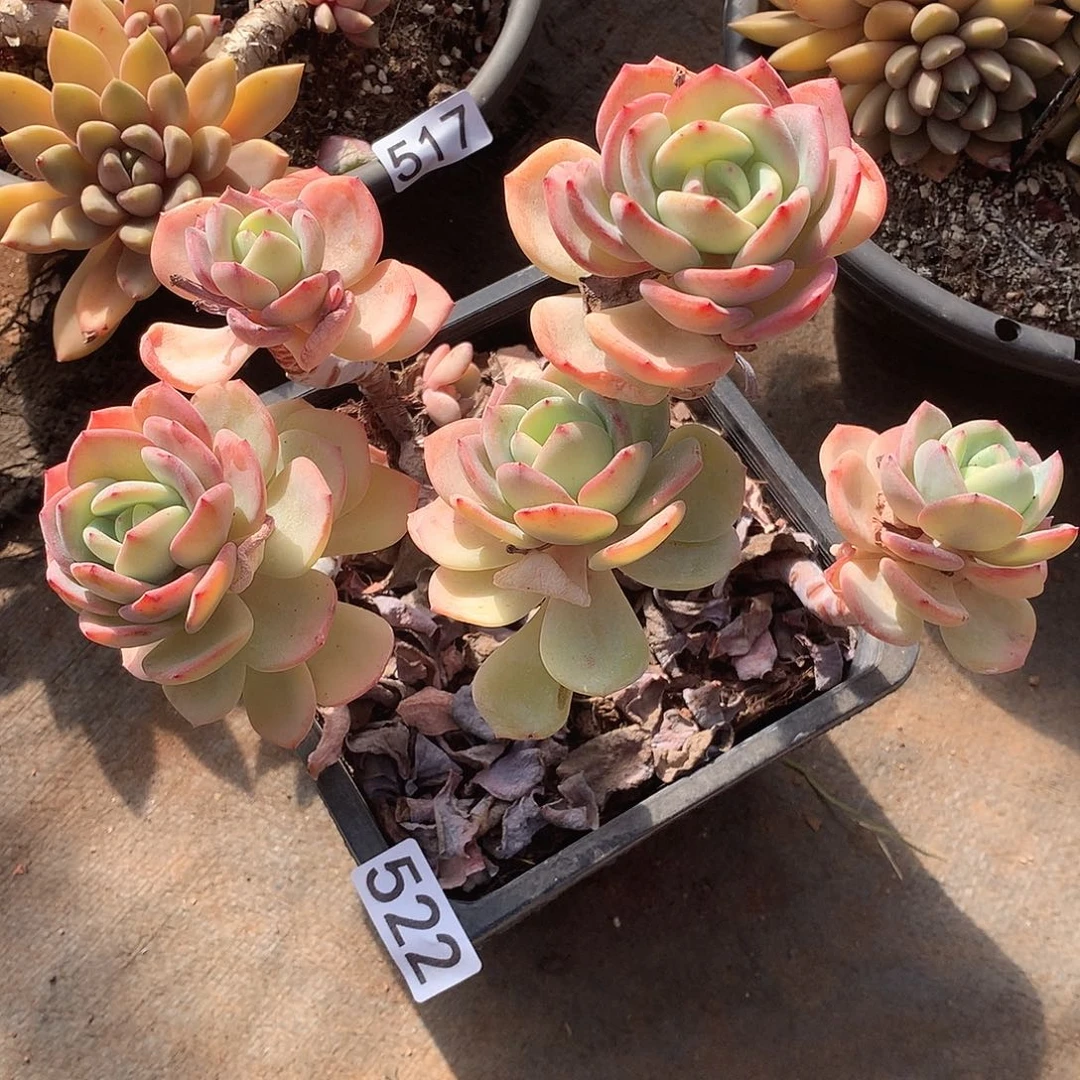 522 一物一拍多肉