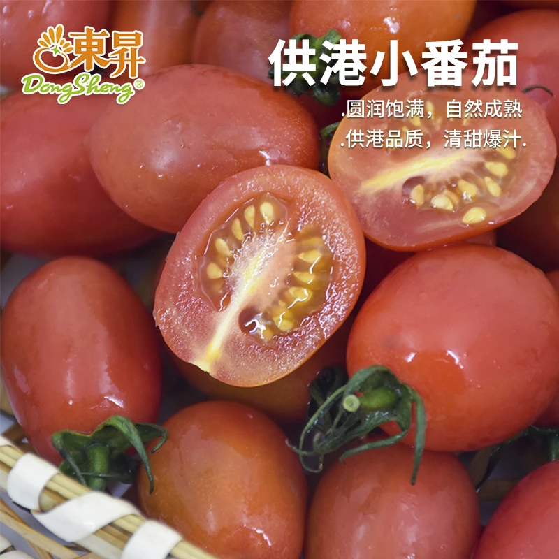 东升农场 供港千禧小番茄 樱桃小番茄 圣女果 广东蔬菜新鲜配送千禧小番茄广东省广东省广州市