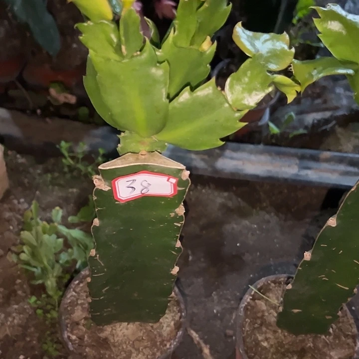 纪***），38号带盆082，花卉大王