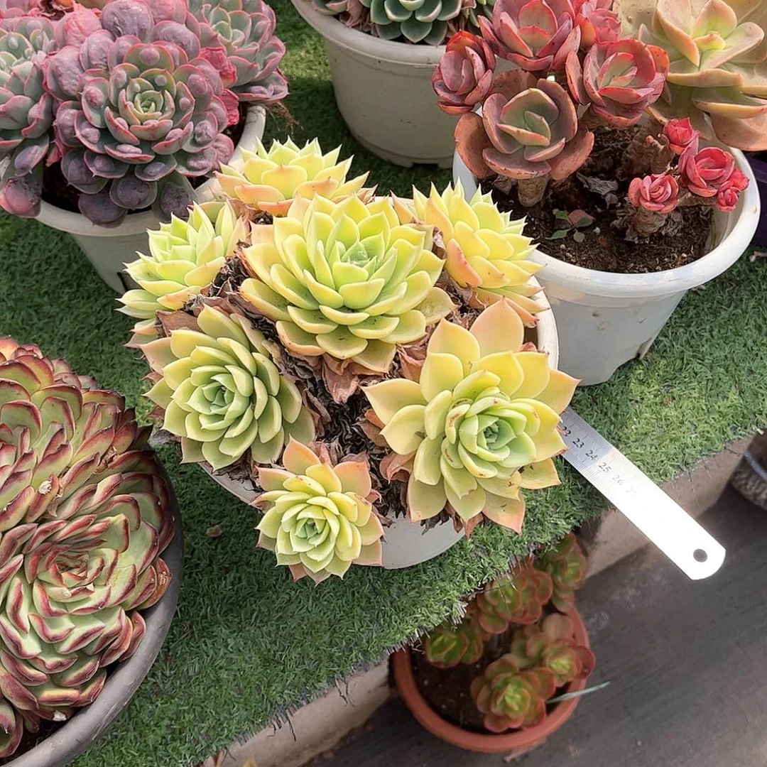 开*蓉三色精多肉植物保护33