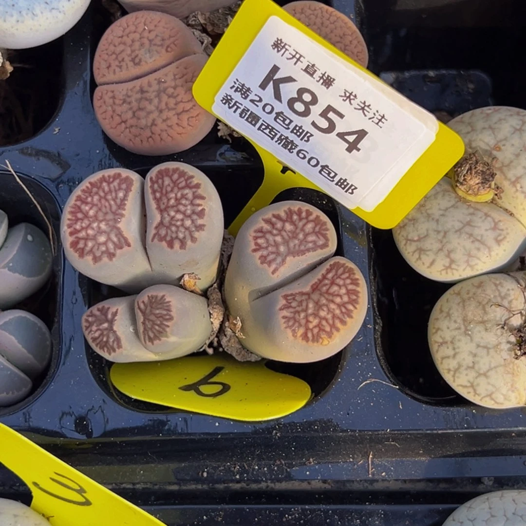 爱****854 一物一拍，默认有伤，介意勿拍，不退不换