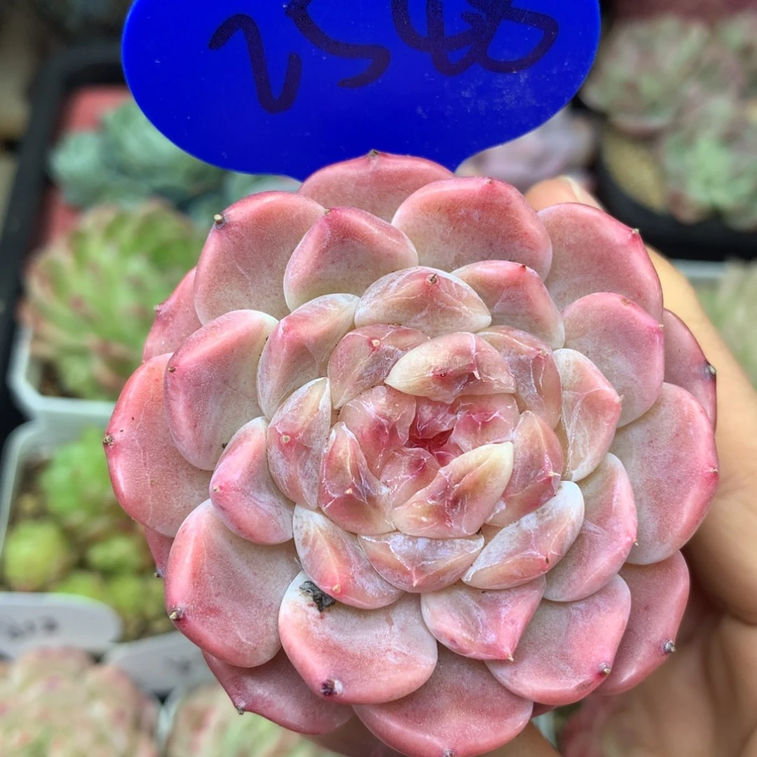 粉钻心冰魄单头2548