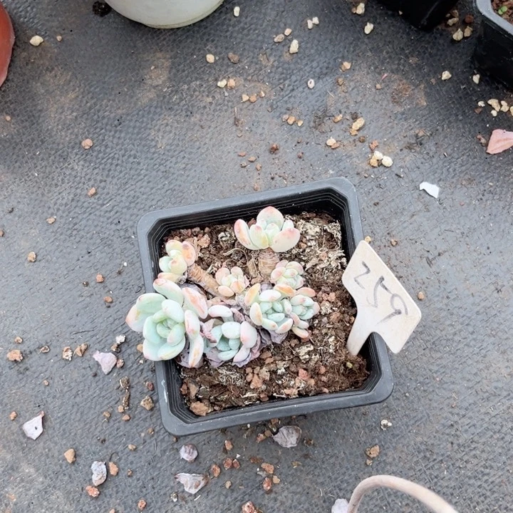 晨语多肉一物一拍259