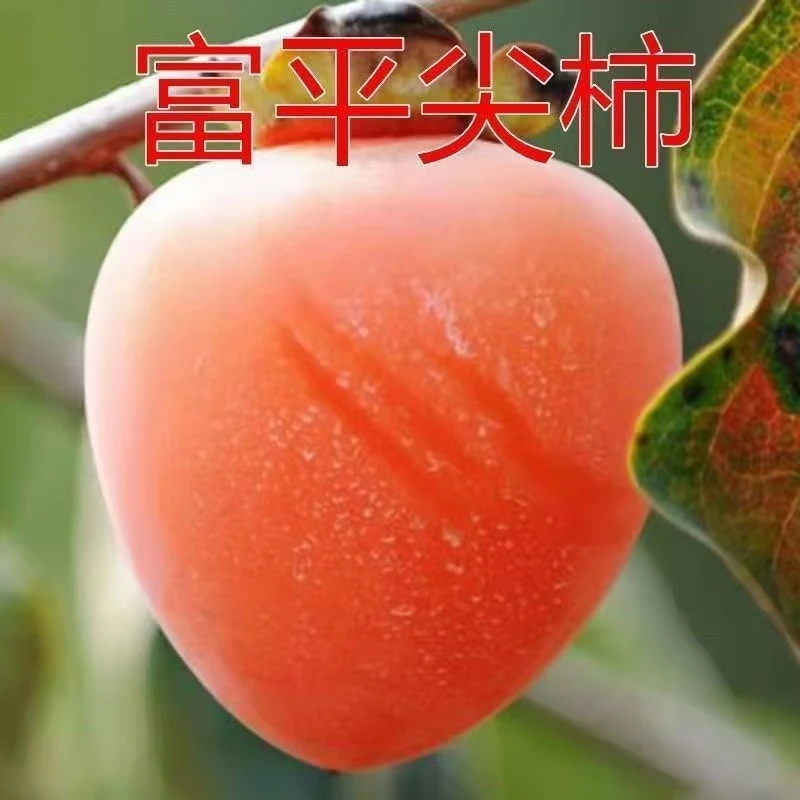 富平尖柿子树苗 嫁接可做柿饼盆栽地栽南北方种植当年结果 果树苗