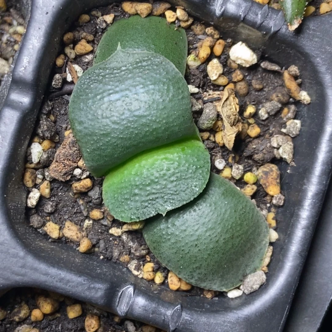 黄***笑好像是13颗实生卧牛脱土发货