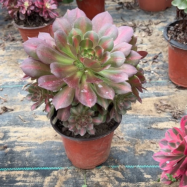 多肉法师植物链接52