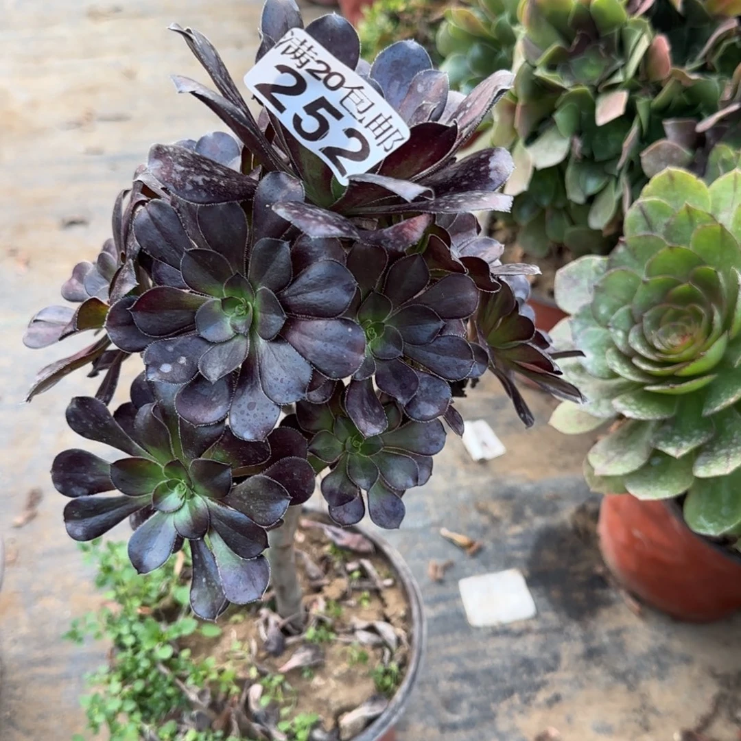 黑圆252满20包邮断枝不包