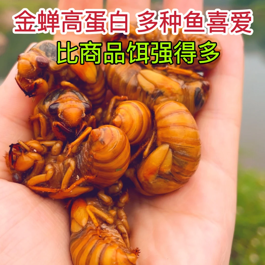 新配方金蝉鱼饵钓大草鱼鲶鱼知了猴专钓大鱼鲤鱼钓鱼野生