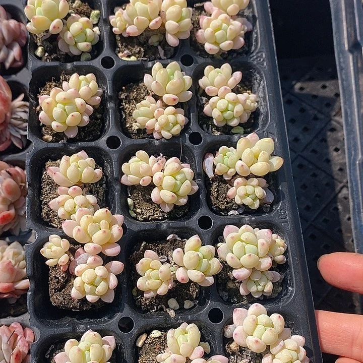 173 多肉植物盆栽花卉植物