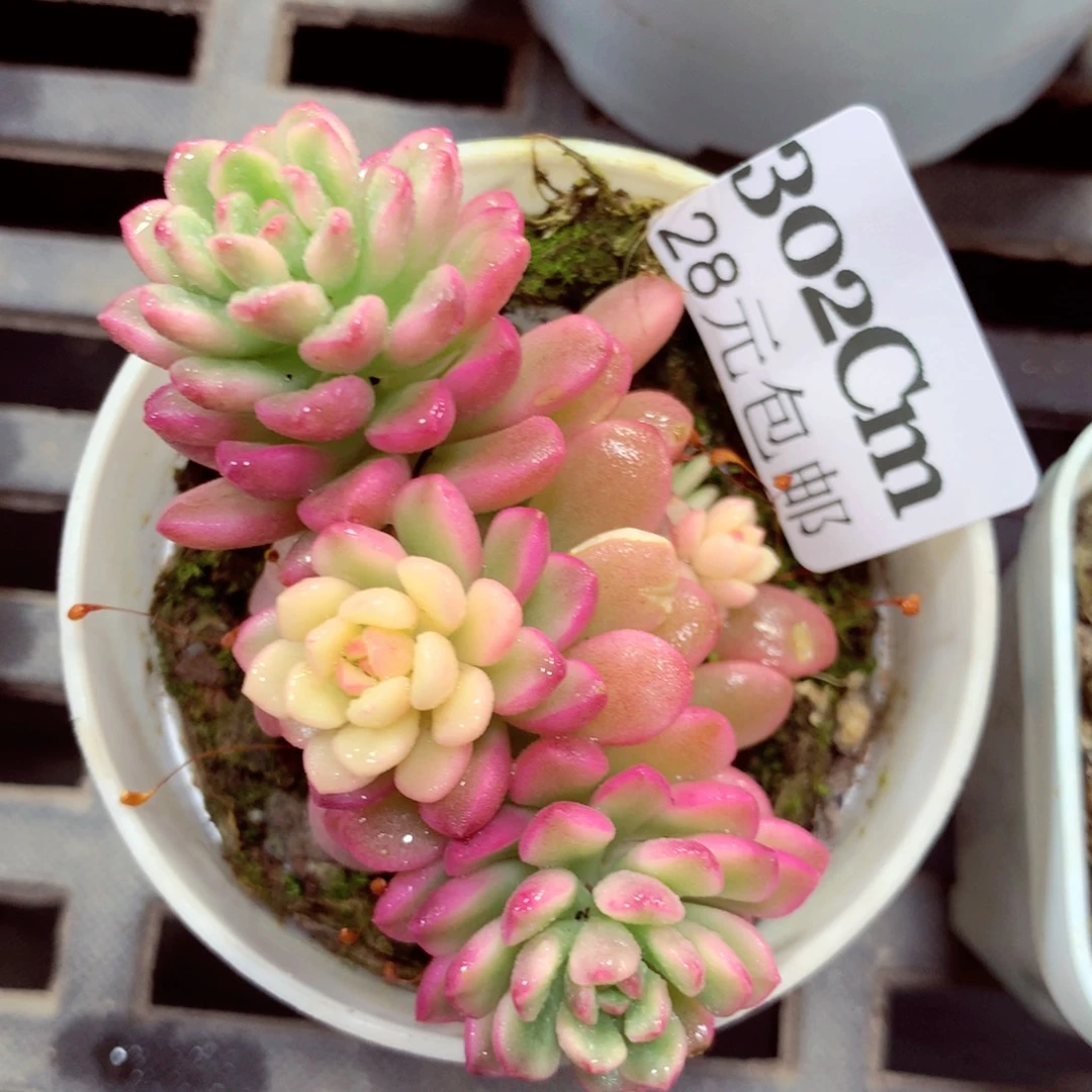 5厘米盆精控多肉302