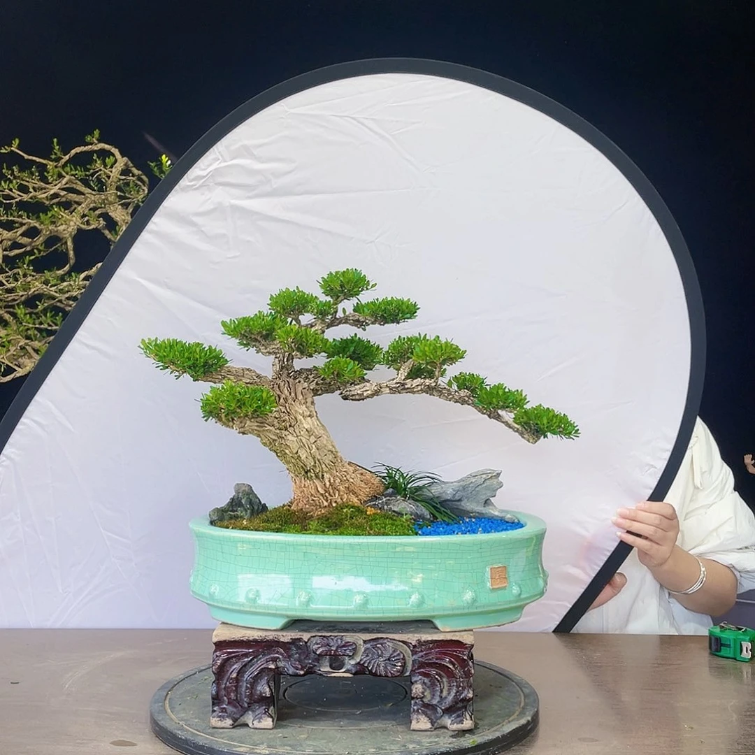 完全开放黄杨盆景四季常青