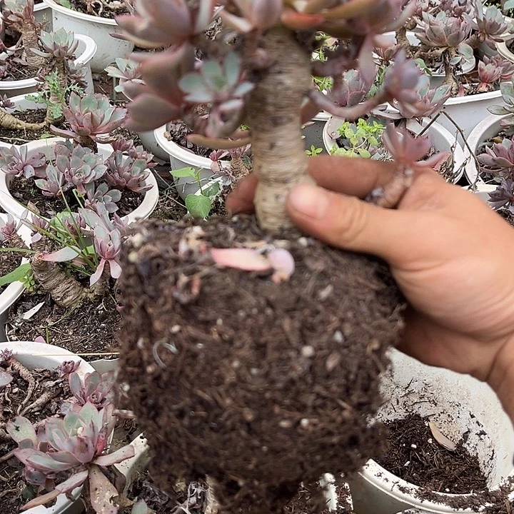 赫拉6颗处理不售后9.99多肉植物