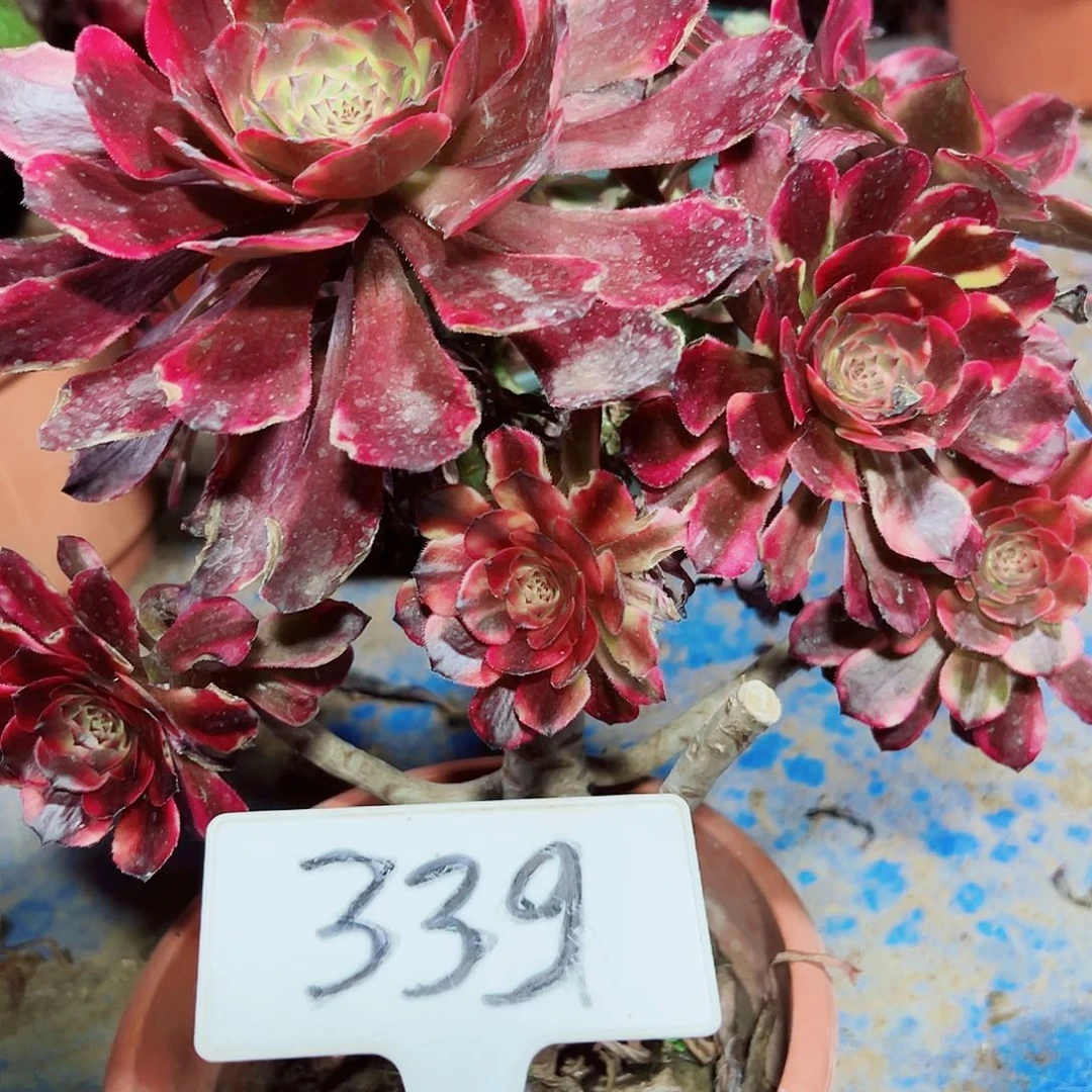多肉植物烟花母本法师