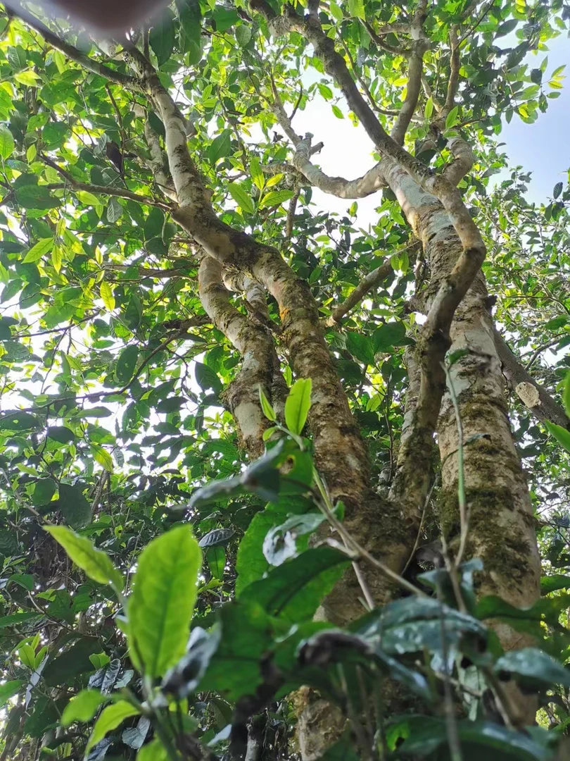 2025年广别妖茶大树茶  头春头采  普洱茶生散   品质保证