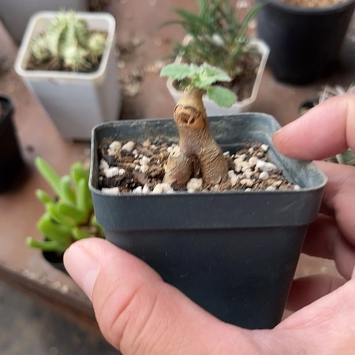 无花朵文纳森杨葵