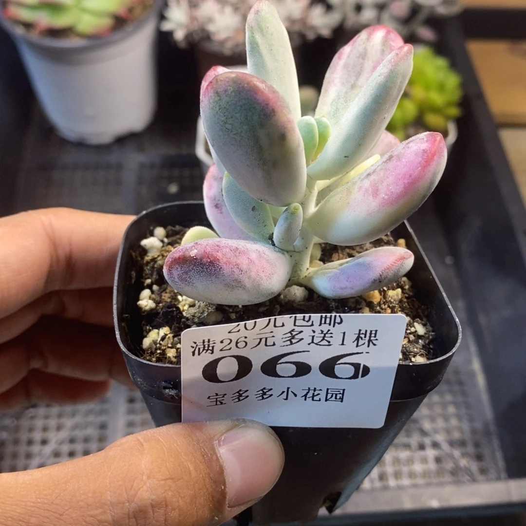 乒乓福娘锦一物一拍满20包邮满26送一颗多肉