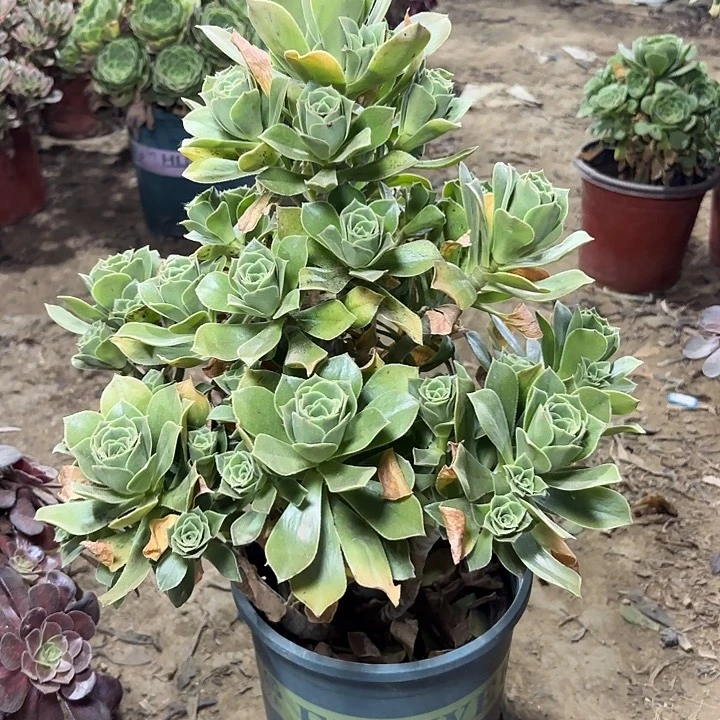 多肉植物法师香馥40