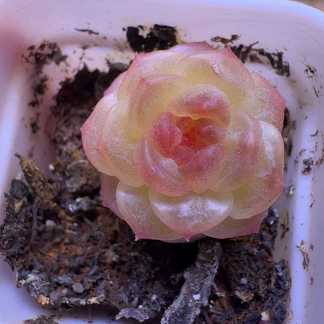 无尽灯多肉一物一拍