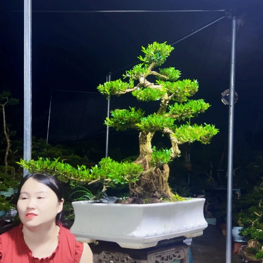 无花朵黄杨木