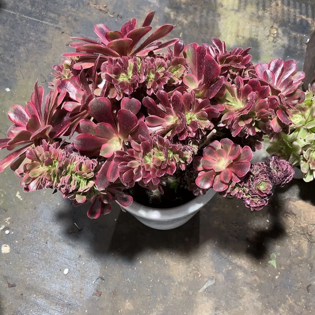 美杜莎缀化法师多肉植物漂亮