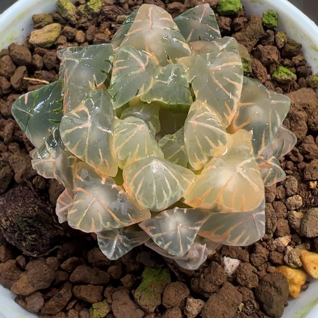 小***檬灯芯老川玉露锦111111111