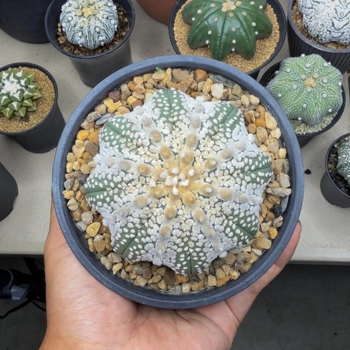 AUV的琉璃奇迹折腰捡漏