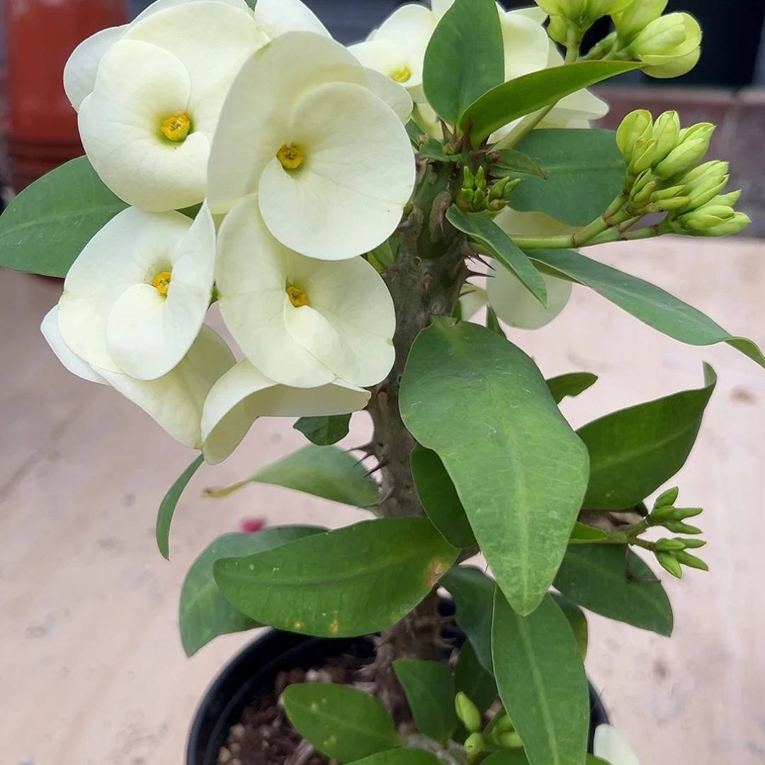 288泰国大花虎刺梅