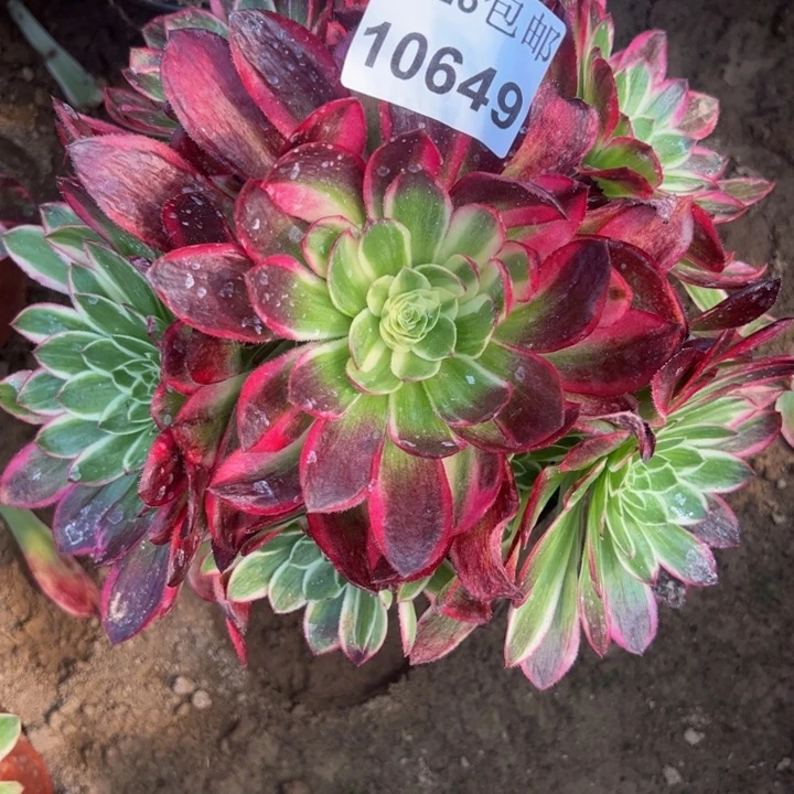 10649南海王多肉植物