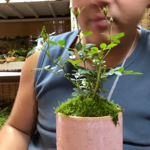 红陶一物一拍所见即所得195