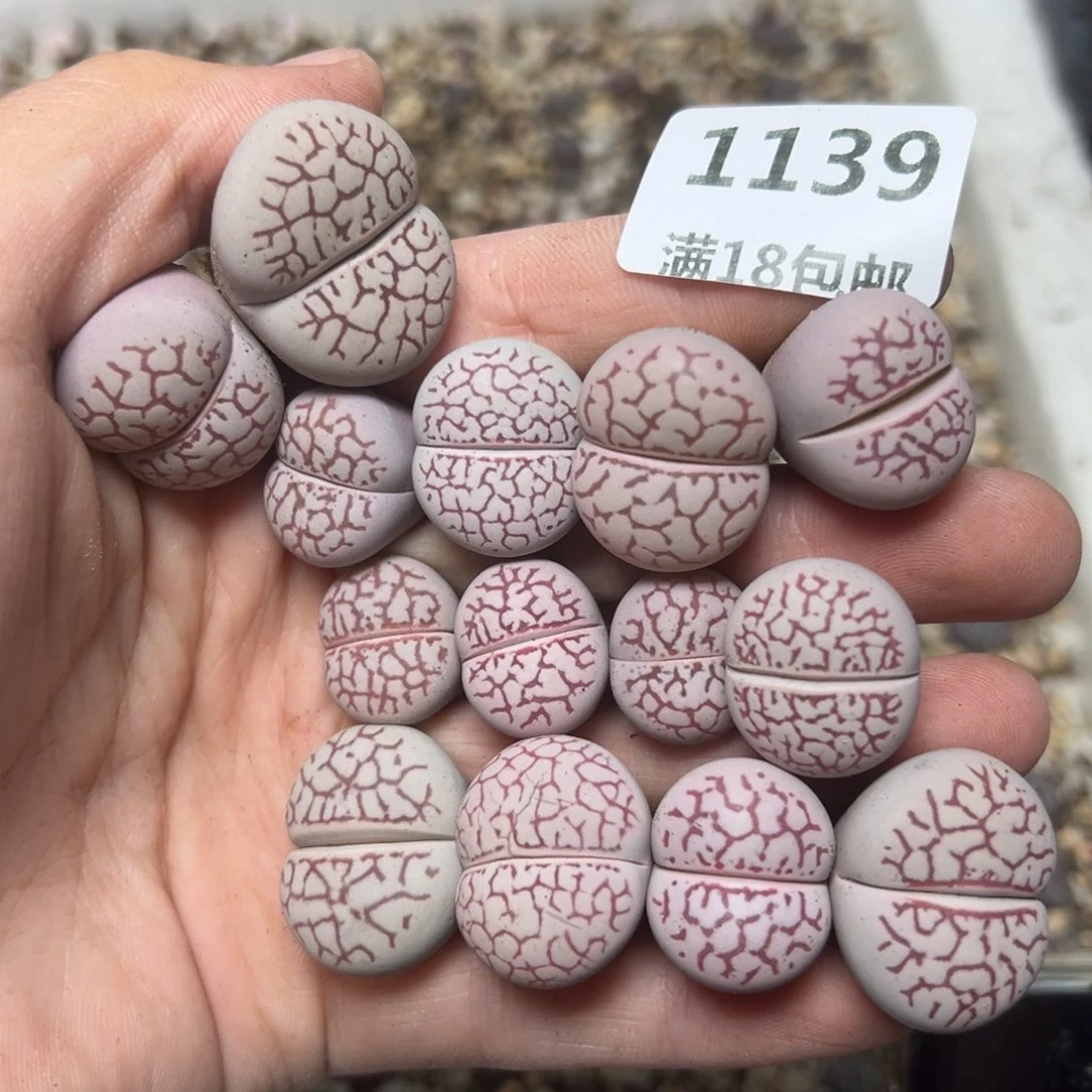 【闪购商品】逆****笑1139……