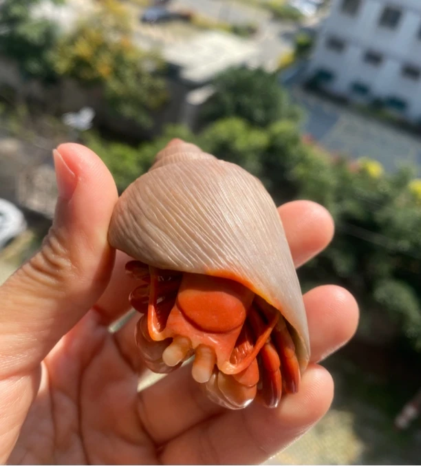 寿山石手把件摆件寄居蟹 八方来来财