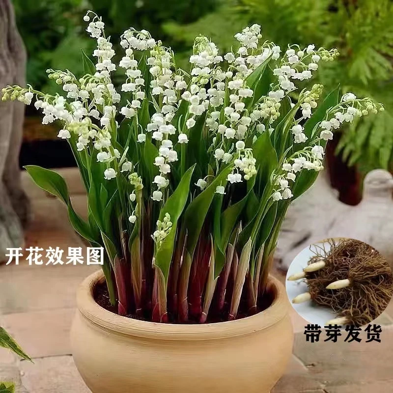 铃兰花盆栽地栽花卉球根花卉5颗