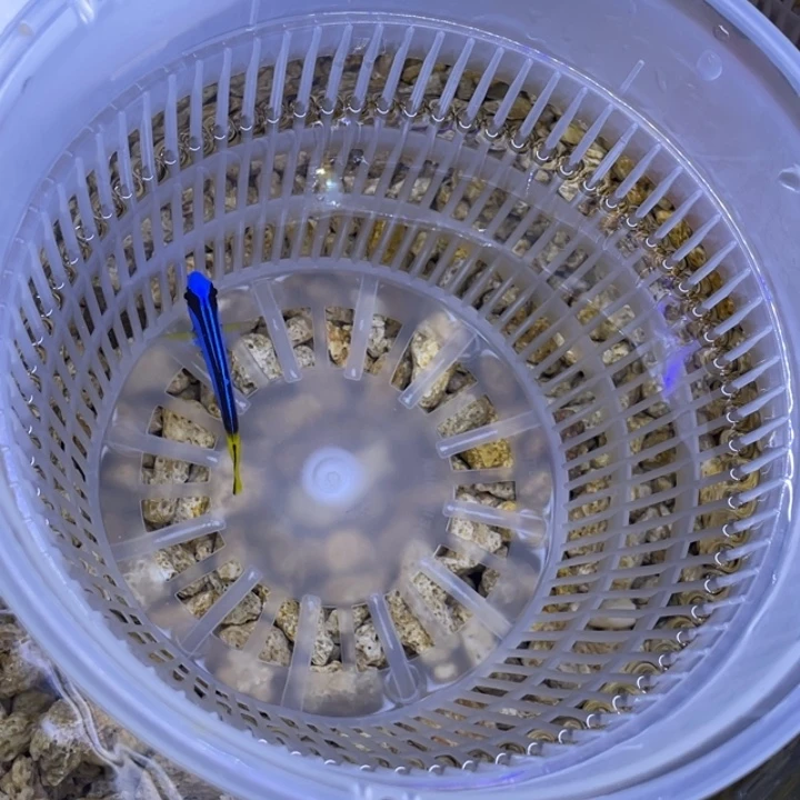 海水鱼蓝调一条顺丰包邮，