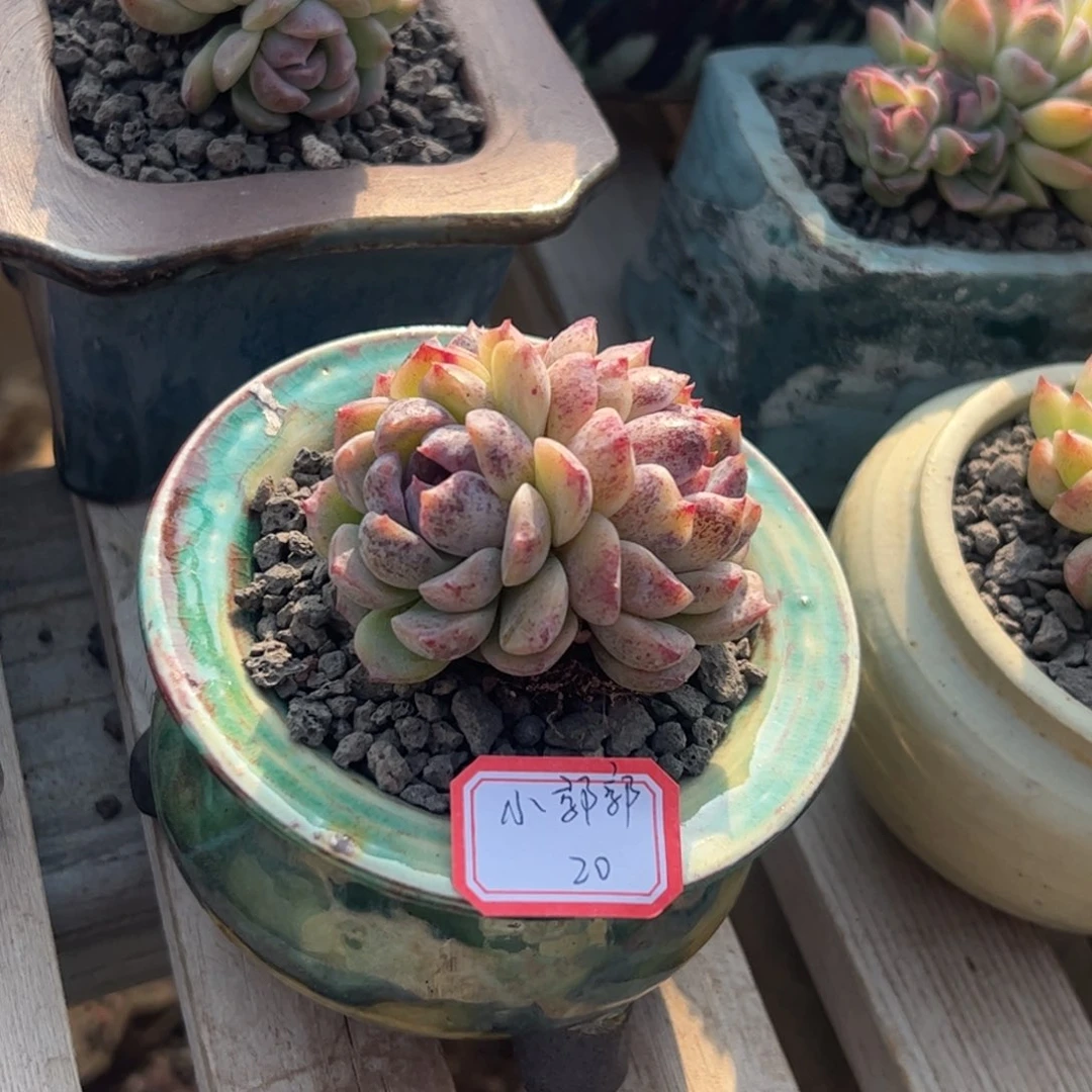 多肉植物多肉植物