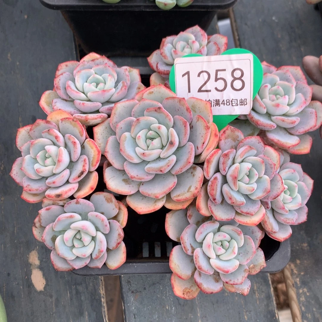 千山雪老桩平头微瑕疵1258