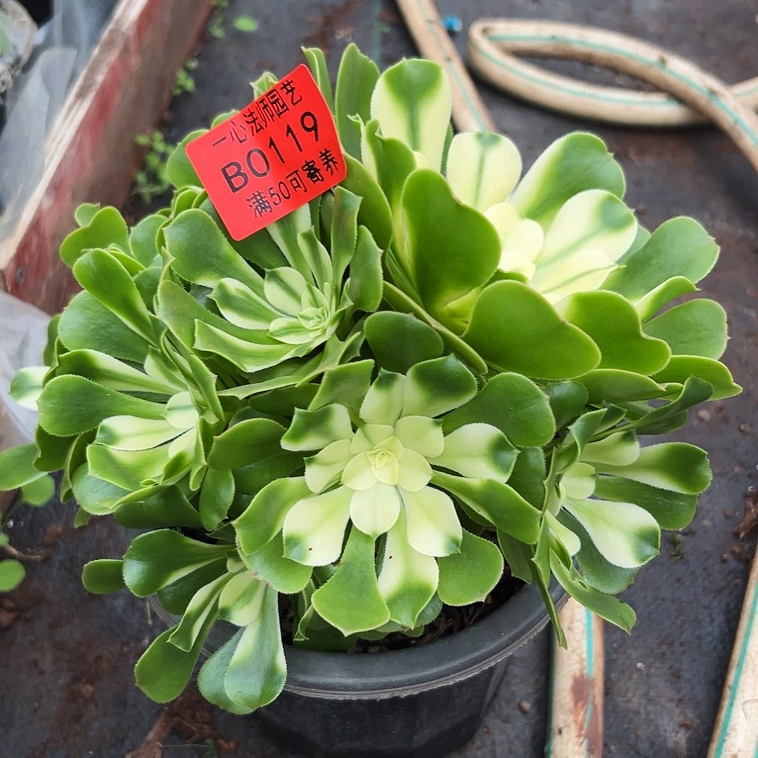 0119多肉植物辛尼亚