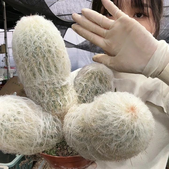 老乐群生4头大颗