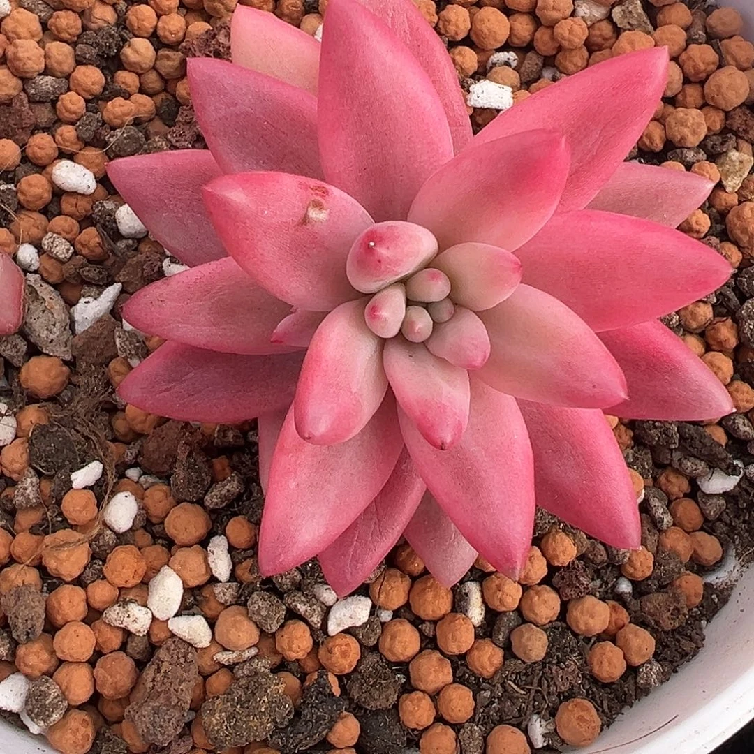 红蜻蜓锦多肉植物