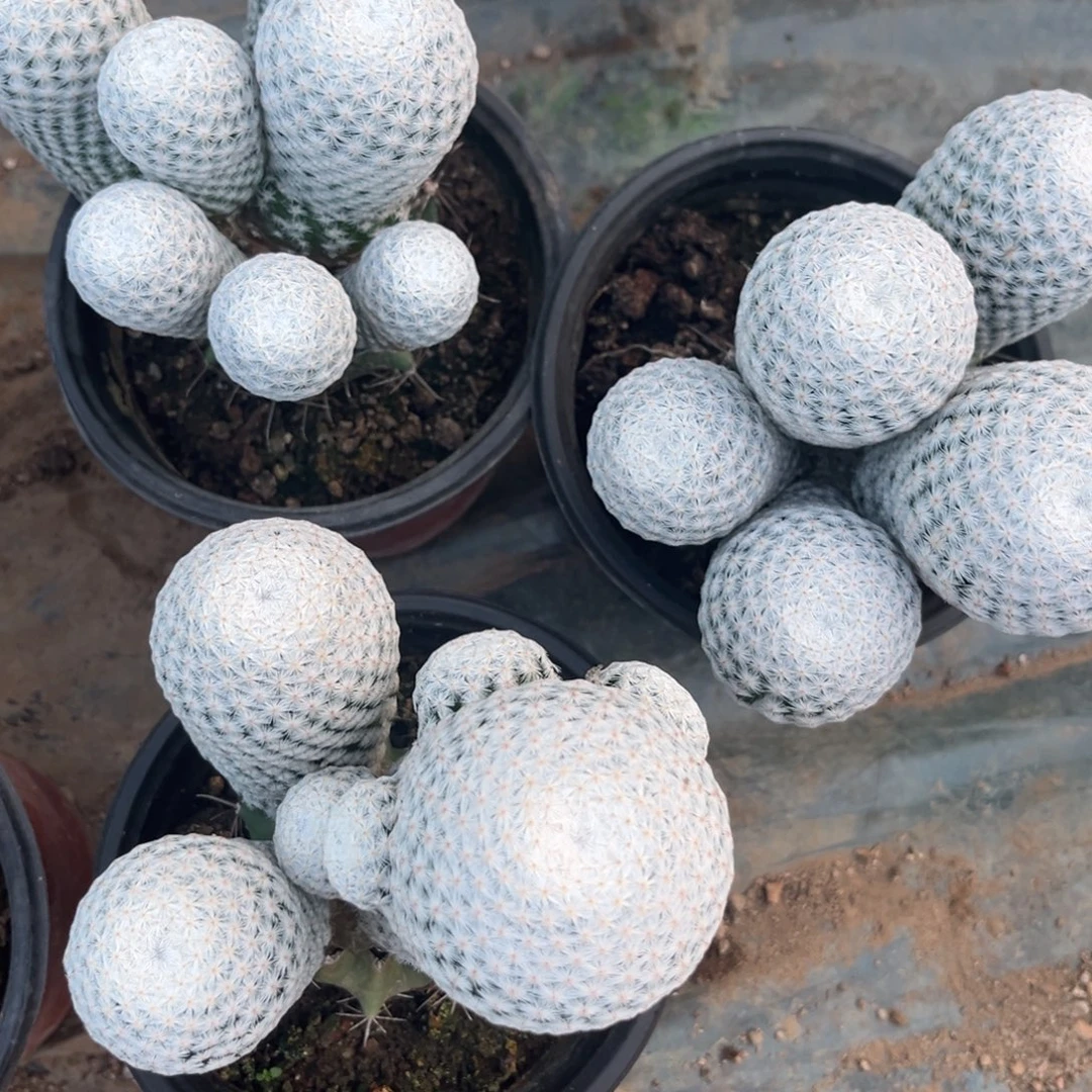 白鸟3颗一起福利出