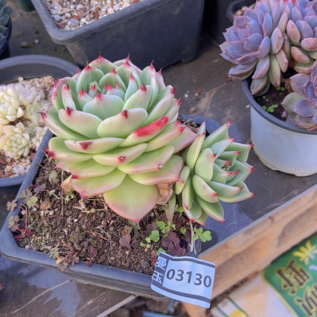 蓝龙杂多肉植物03130